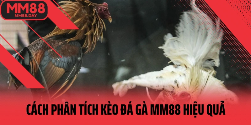 cach-phan-tich-keo-da-ga-mm88-hieu-qua